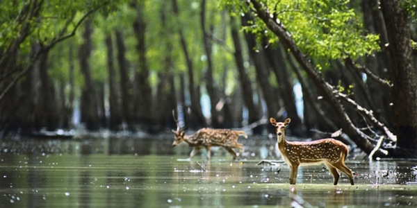 Sundarbans Tour