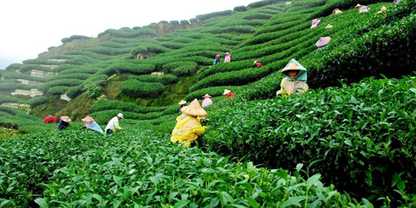 Sylhet Tour